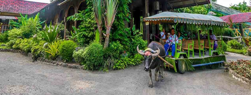 Laguna Tours - Carabao Ride