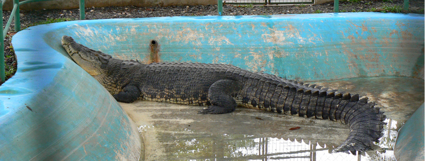 Davao Student Tours - Crocodile Farm