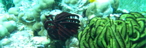 Snorkeling at Balicasag Island, Bohol, Philippines