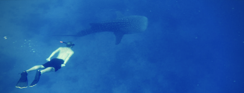 Oslob Whale Shark Watching Tour - Snorkeling