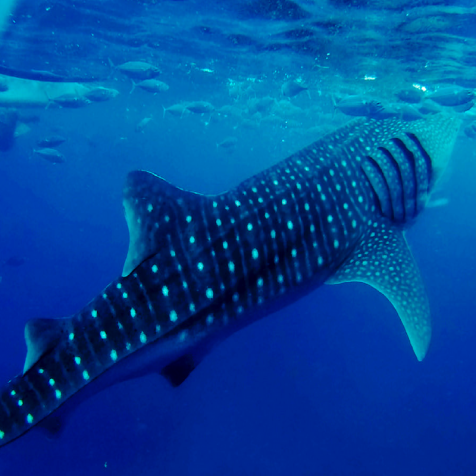 Cebu Whale Sharks