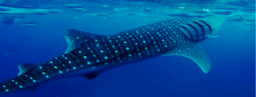 Oslob Whale Shark Watching Tour - Whale Sharks