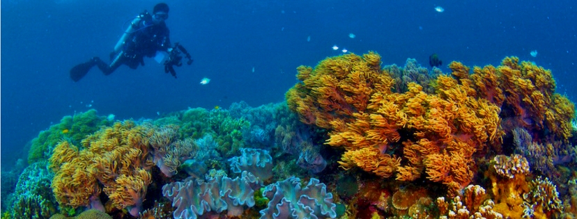 Snorkeling cebu islands