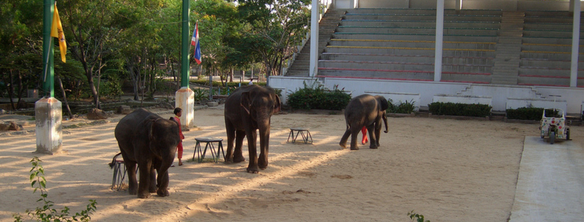 Bangkok - Thailand Tour - Crocodile Farm & Elephant Theme Show