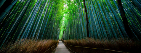 Osaka Japan Tour - Sagano Bamboo Grove