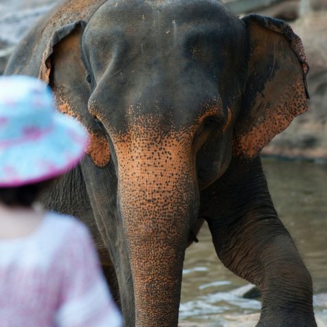 Chiang mai Elephant Tour